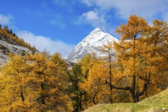 Larch forest (Larix) in autumn, mountain peaks with snow, autumn, Piz Üertsch, Albula Pass,