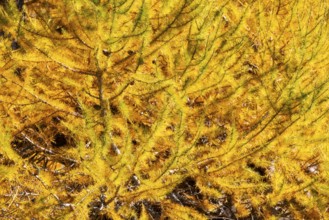 Larch (Larix) in autumn, autumn, Pontresina, Bernina Pass, Engadin, Grisons, Switzerland