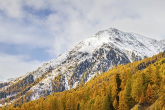 Larch forest (Larix) in autumn, mountain peaks with snow, autumn, Piz Mezzaun, Albula Pass,
