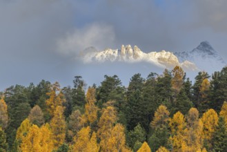 Mixed forest with larches (Larix) in autumn foliage off Piz Muragl, mountain peaks,