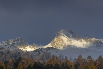 Mixed forest with larches (Larix) in autumn foliage off Piz Muragl and La Sours, mountain peaks,