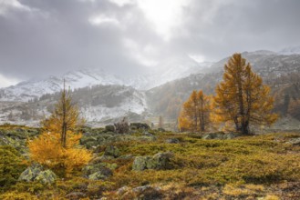 Larch trees (Larix) in autumn in front of mountain peaks with snow, autumn, Pontresina, Bernina