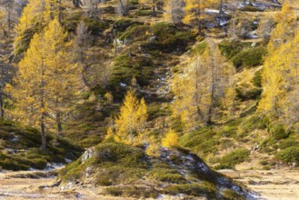 Larches (Larix) in autumn, autumn, Pontresina, Engadin, Grisons, Switzerland