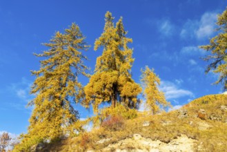 Larch trees (Larix) in autumn against a blue sky, autumn, Guarda, Engadin, Grisons, Switzerland