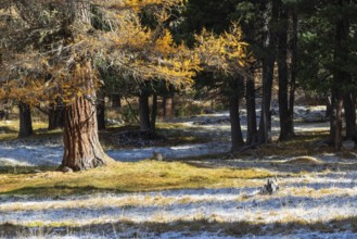 Larch Larix) in autumn color with frost, autumn, Engadin, Graubünden, Switzerland