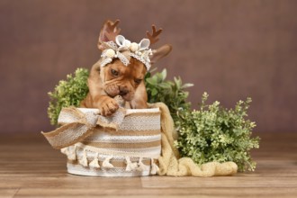 Cute Mokka Sable Maskless French Bulldog puppy with reindeer antlers in box in front of brown