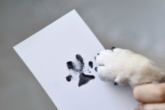 Hand holding dog paw next to prints on white paper. Pet keepsake as memory of beloved dog concept