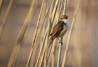 Reed warbler, (Acrocephalus schoenobaenus) singing in reeds, Schleswig-Holstein, Germany