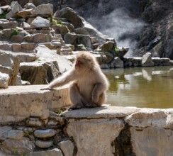 Japanese macaque (Macaca fuscata) sitting on rocks near water, Yamanouchi, Nagano Prefecture,