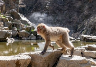 Japanese macaque (macaca fuscata) running on rocks near water, Yamanouchi, Nagano Prefecture,