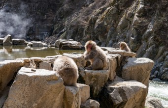 Japanese macaques (Macaca fuscata) sitting on rocks near water, Yamanouchi, Nagano Prefecture,
