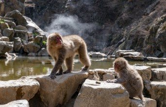 Japanese macaques (Macaca fuscata), on rocks near water, Yamanouchi, Nagano Prefecture, Honshu