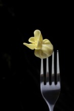 Saccottini, type of Italian pasta on fork, pasta from Italy