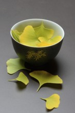 Ginkgo leaves in shell, ginkgo biloba