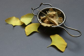 Ginkgo leaves in tea strainer, ginkgo biloba