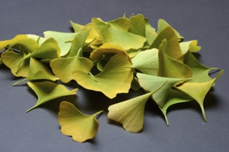 Ginkgo leaves in fall colors, ginkgo biloba