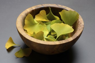 Ginkgo leaves in shell, ginkgo biloba