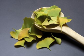 Ginkgo leaves in wooden ladle, ginkgo biloba