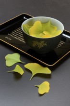 Ginkgo leaves in shell on tray, ginkgo biloba