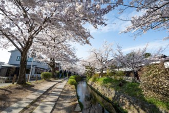 Footpath along a canal, cherry blossoms in spring, Philosopher's Path or Tetsugaku no michi, Kyoto,