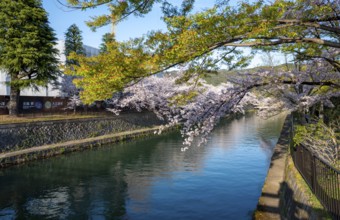 Canal with cherry blossoms in spring, Philosopher's Path or Tetsugaku no michi, Kyoto, Japan