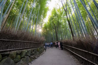 Visitors on their way through bamboo forest, long exposure, towering bamboo stems in Arashiyama