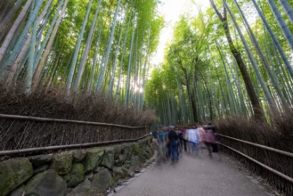 Visitors on their way through bamboo forest, long exposure, towering bamboo stems in Arashiyama
