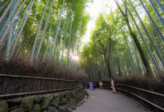 Japanese woman wearing kimono walking through bamboo forest, long exposure, towering bamboo stems