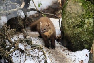 Marten (Martes martes), adult, alert, soil, winter, snow, Bavarian Forest National Park, Germany,