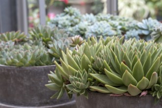 Echeveria, Fettblatt Rosette, North Rhine-Westphalia, Germany