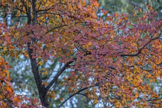 Rock pear (Amelanchier), autumn colors, Münsterland, North Rhine-Westphalia, Germany