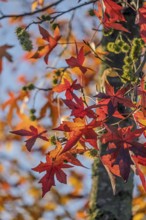 American sweet gum (Liquidambar styraciflua), also known as starfish tree, autumn colors,