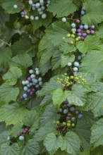 Ussuri false vine (Ampelopsis glandulosa var. brevipedunculata), vine, false vine, fruit, climbing