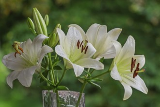White lilies (Lilium) in a flower vase, Münsterland, North Rhine-Westphalia, Germany