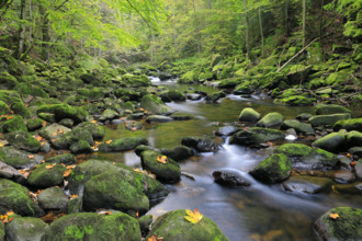 Stream, stones, mixed forest, autumn, Wildbachklamm Buchberger Leite, Bavarian Forest National