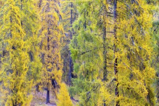 Larch forest, yellow larch trees (Larix), autumn, Ardez, Engadin, Grisons, Switzerland
