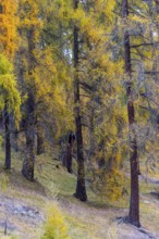 Larch forest, yellow larch trees (Larix), autumn, Ardez, Engadin, Grisons, Switzerland
