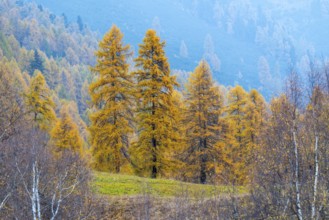 Yellow larch trees (Larix), autumn, Zernez, Engadin, Grisons, Switzerland
