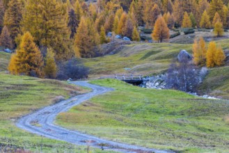 Path to the wooden bridge, yellow larches (Larix), autumn colors, Zernez, Engadin, Grisons,