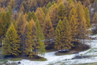 Larch forest, yellow larch trees (Larix) in snow, autumn, Ardez, Engadin, Grisons, Switzerland