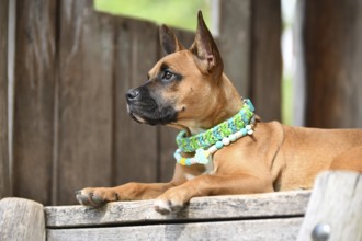 Cute brown mixed breed dog wearing green paracord collar and anti thick EM ceramic neckalce in