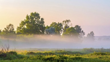A misty field at sunrise with soft light illuminating trees and greenery, creating a serene