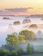 A misty field at sunrise with soft light illuminating trees and greenery, creating a serene