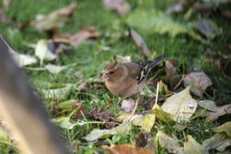 Chaffinch (Fringilla coelebs), female, grass, leaves, autumn, colorful, Germany, well camouflaged,