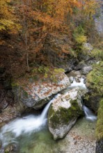 Stream in autumn in the Nothklamm, Gams, Palfau, Hieflau, Styria, Austria