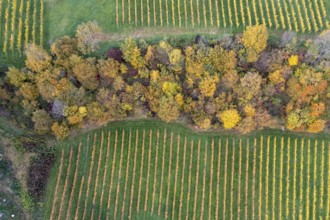 Aerial view, typical landscape in autumn with vineyards, South Styrian hills, South Styrian wine