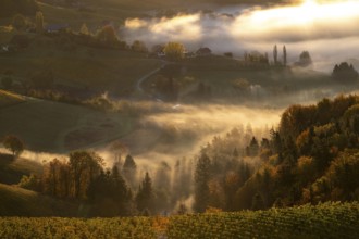 Sunrise, typical landscape in autumn with vineyards, South Styrian hills, South Styrian wine route,
