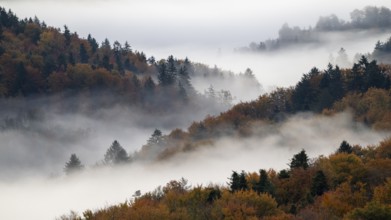 Sunrise, typical landscape in autumn with vineyards and fog, South Styrian hills, South Styrian