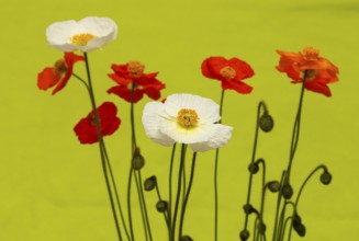 Icelandic poppy (Papaver nudicaule), flowers in the studio, light green background, North