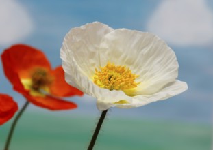 Icelandic poppy (Papaver nudicaule), flowers in the studio, painted background, North